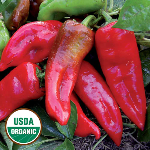 Tolli's Sweet Italian Pepper