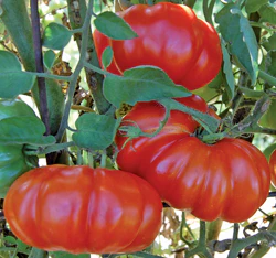 Rosso Sicilian Tomato