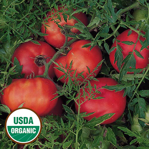 Silvery Fir Tree Tomato
