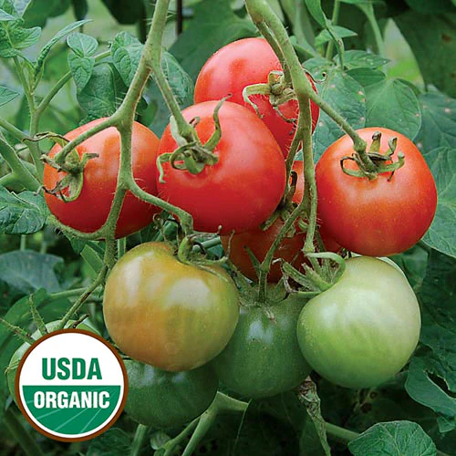 Stupice Tomato