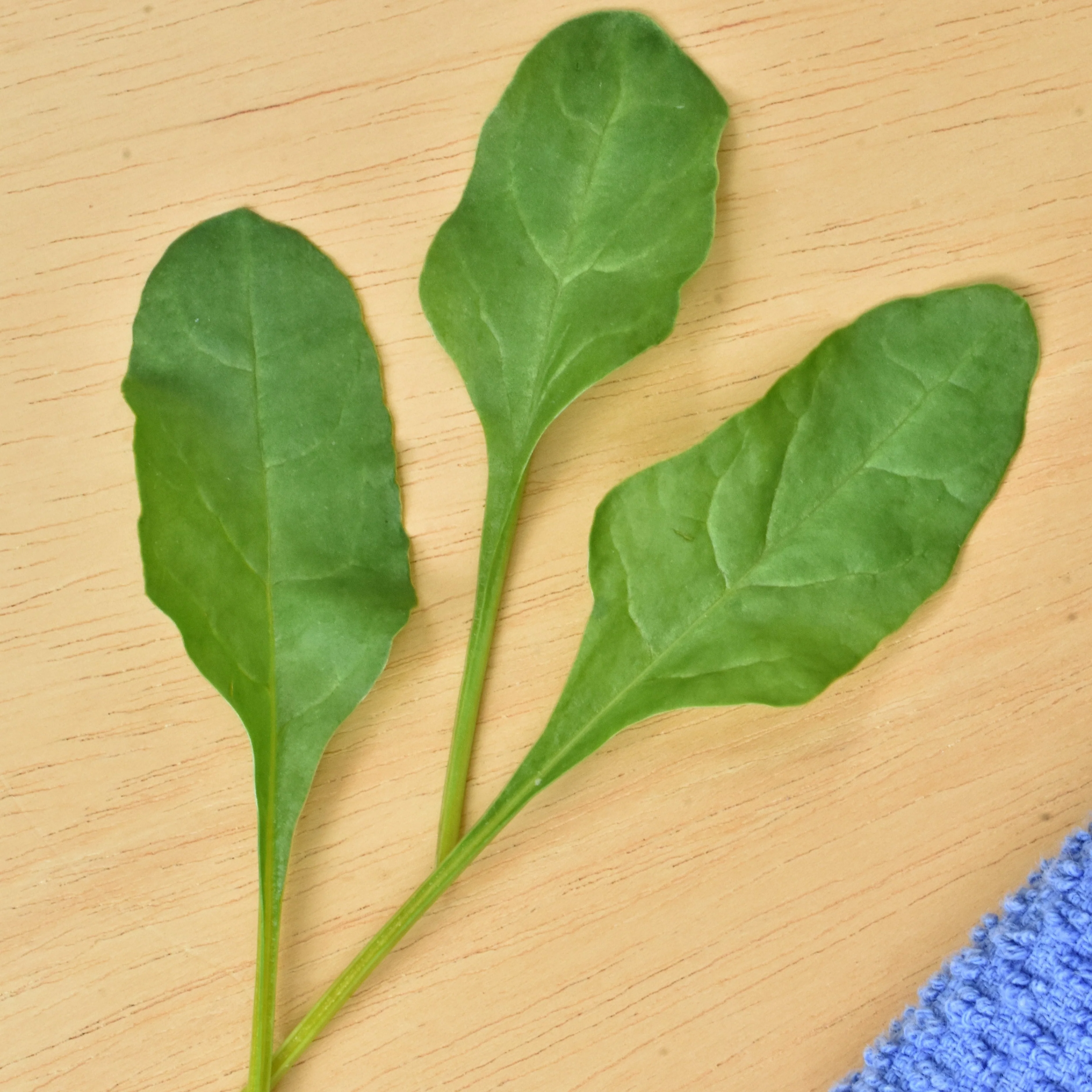 Touchstone Gold Beet Seeds - Image 3