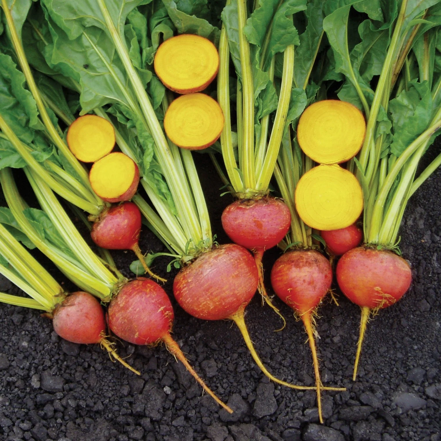 Touchstone Gold Beet Seeds - Image 4