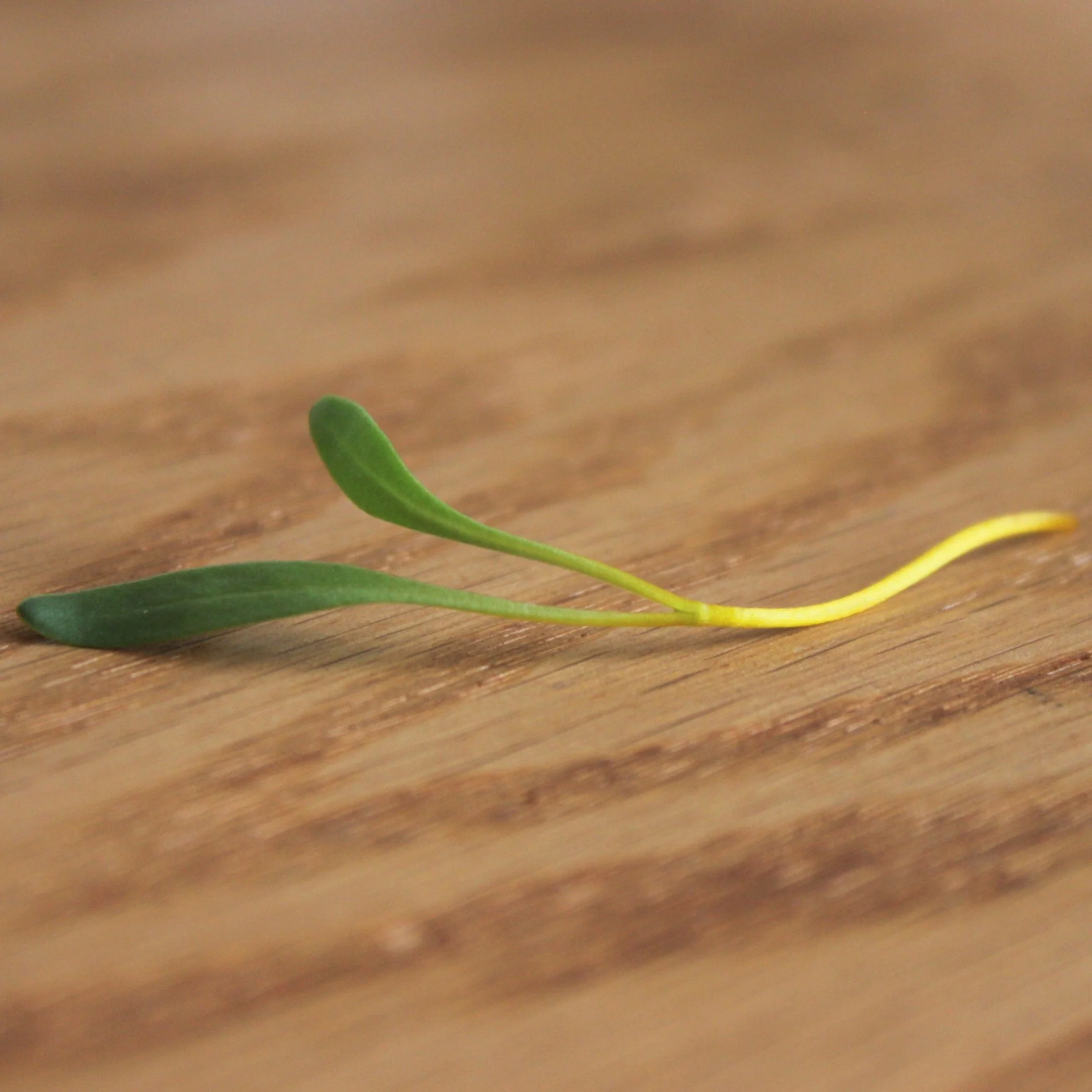 Touchstone Gold Beet Seeds - Image 5