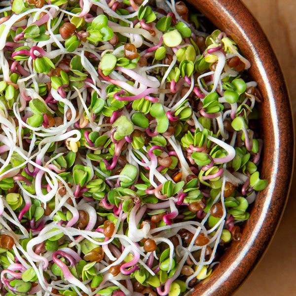 Sprouting Seeds - Radish