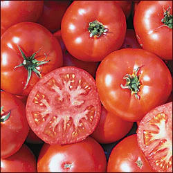 Trophy Tomato