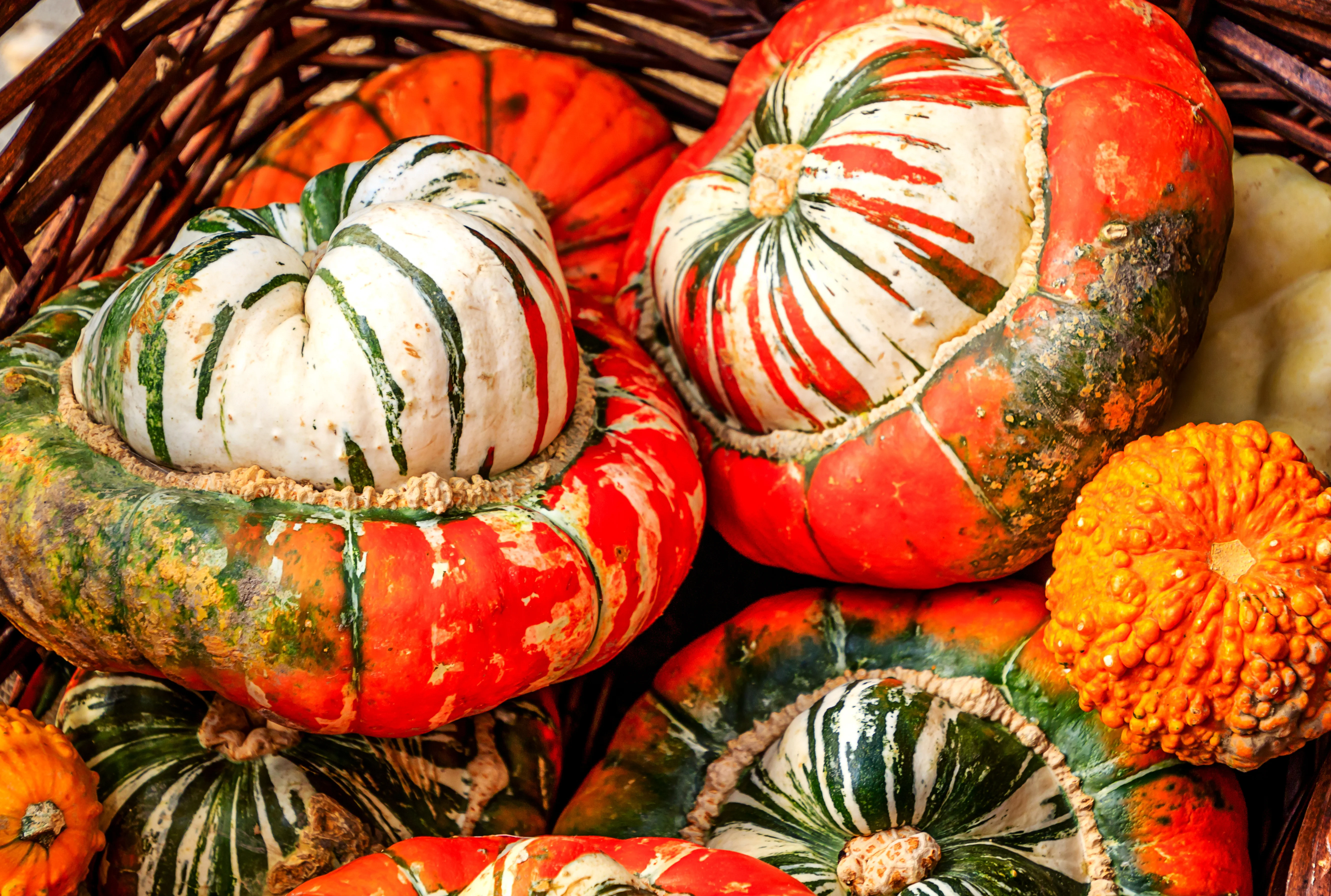 Turk's Turban Squash Seeds