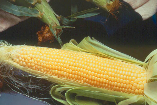 Untreated Incredible R/m Sweet Corn Seeds