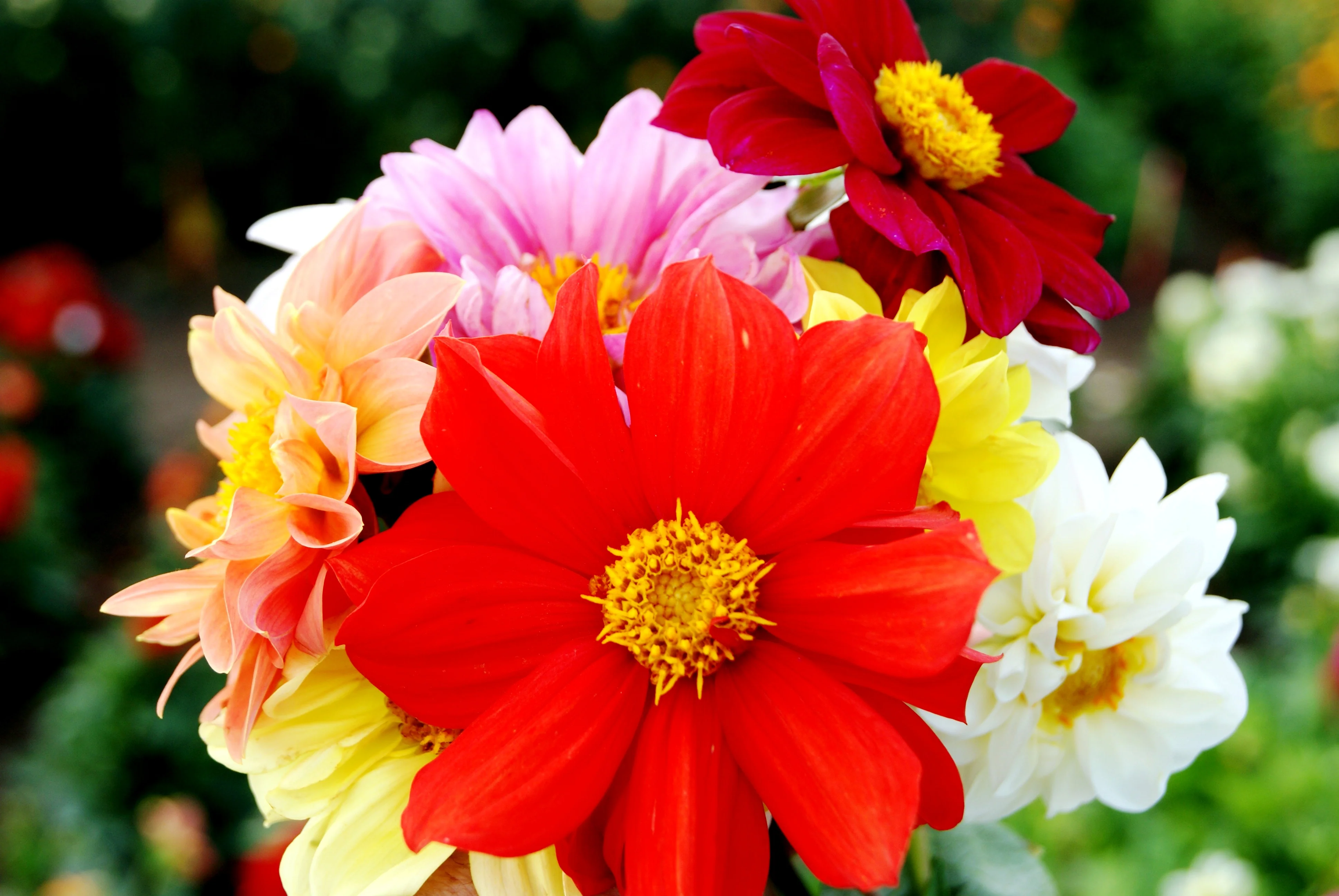 Unwin's Dwarf Hybrid Dahlia Seeds
