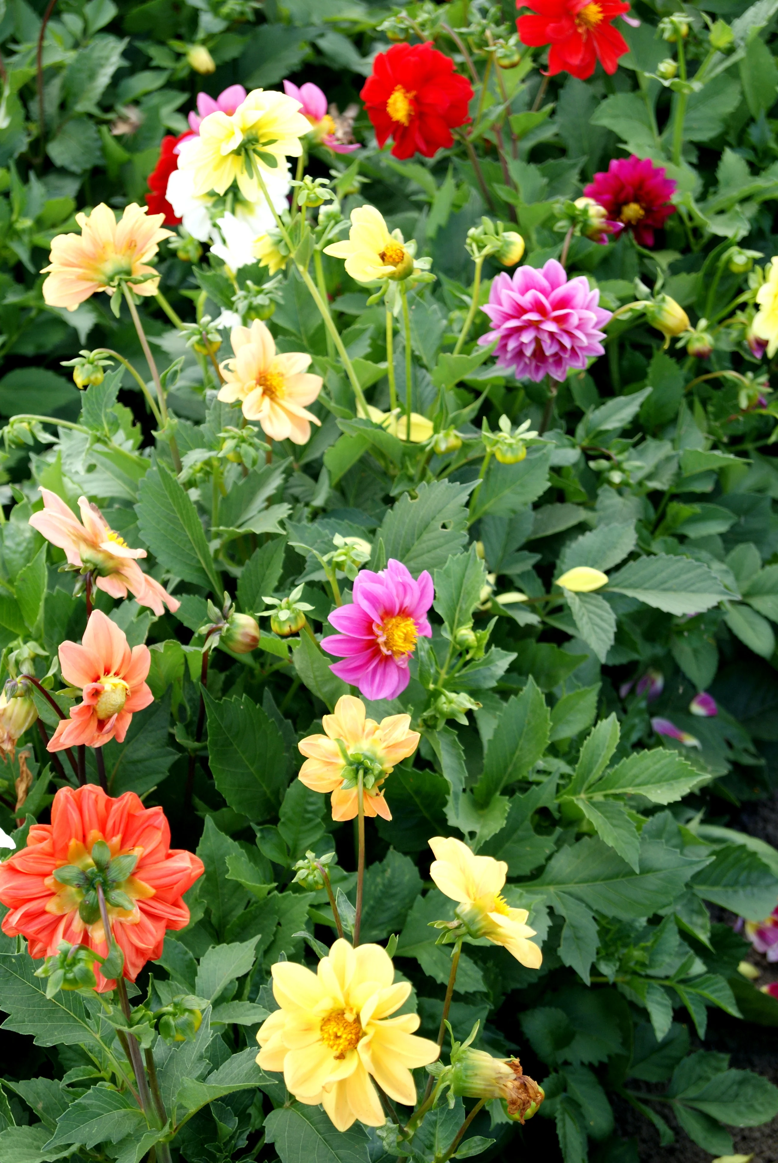 Unwin's Dwarf Hybrid Dahlia Seeds - Image 2