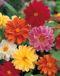 Unwin's Dwarf Hybrid Dahlia Seeds - Image 3