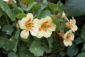 Vanilla Berry Nasturtium