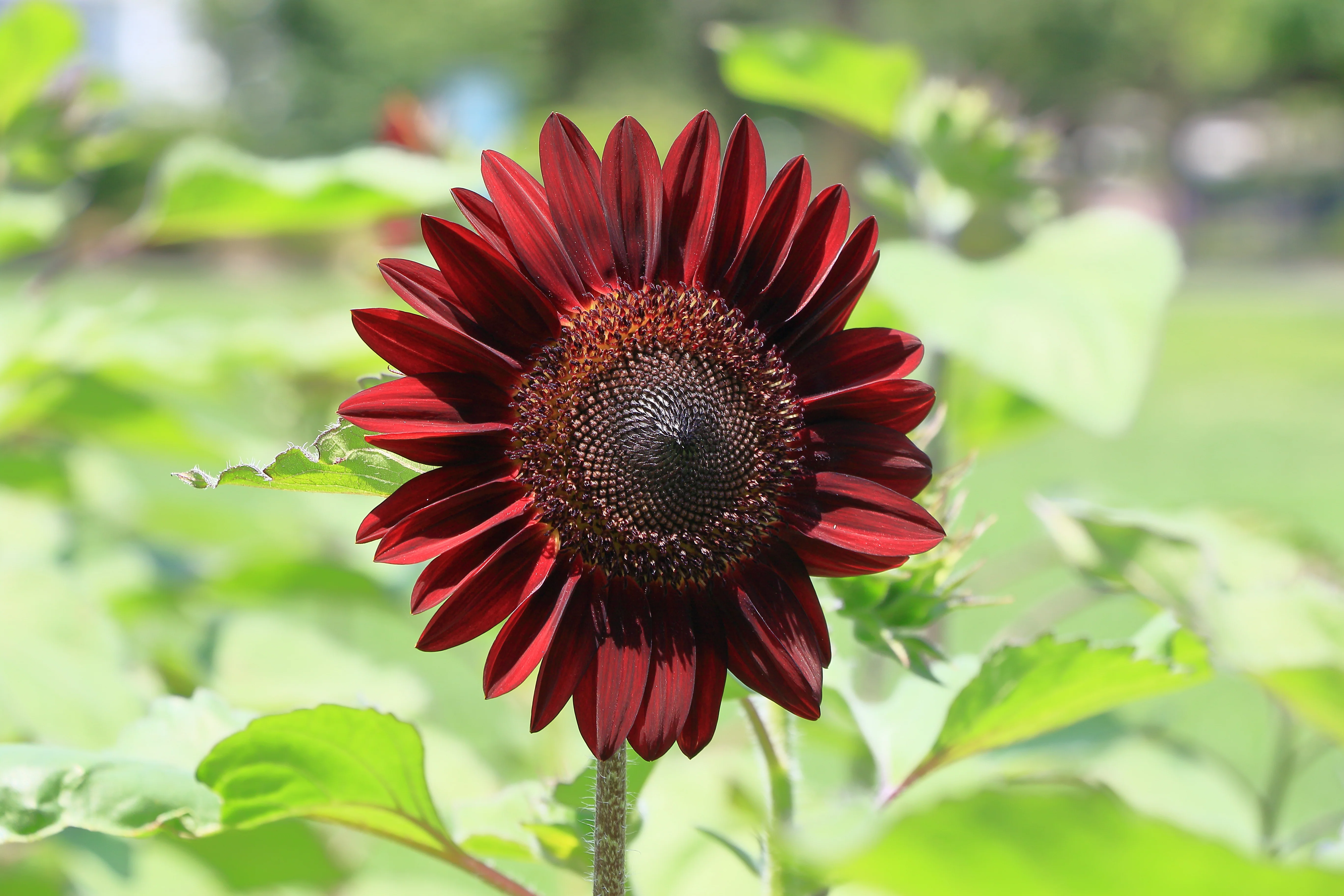 Velvet Queen Sunflower Seeds