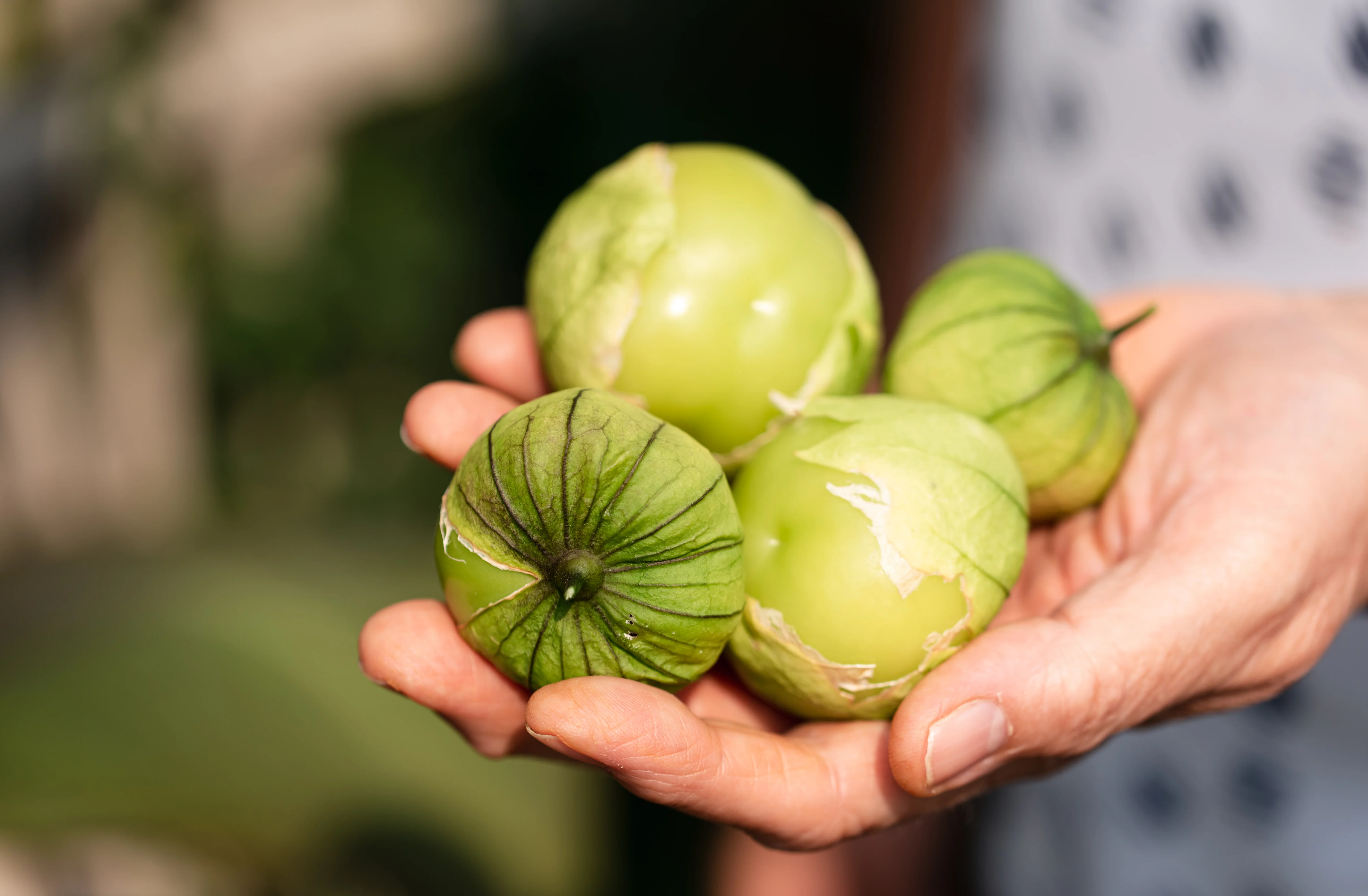 Verde Tomatillo Seeds
