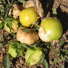 Verde Tomatillo Seeds - Image 2