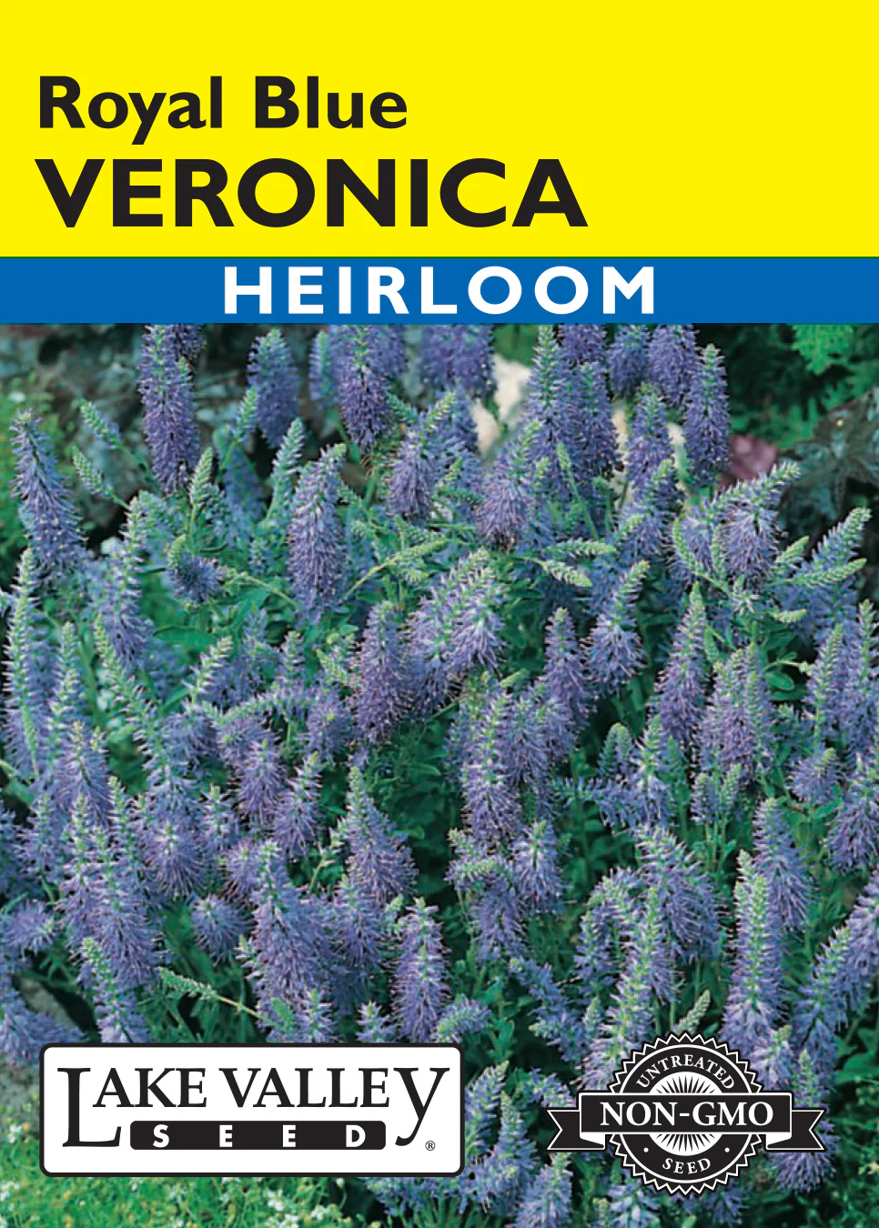 Royal Blue Veronica