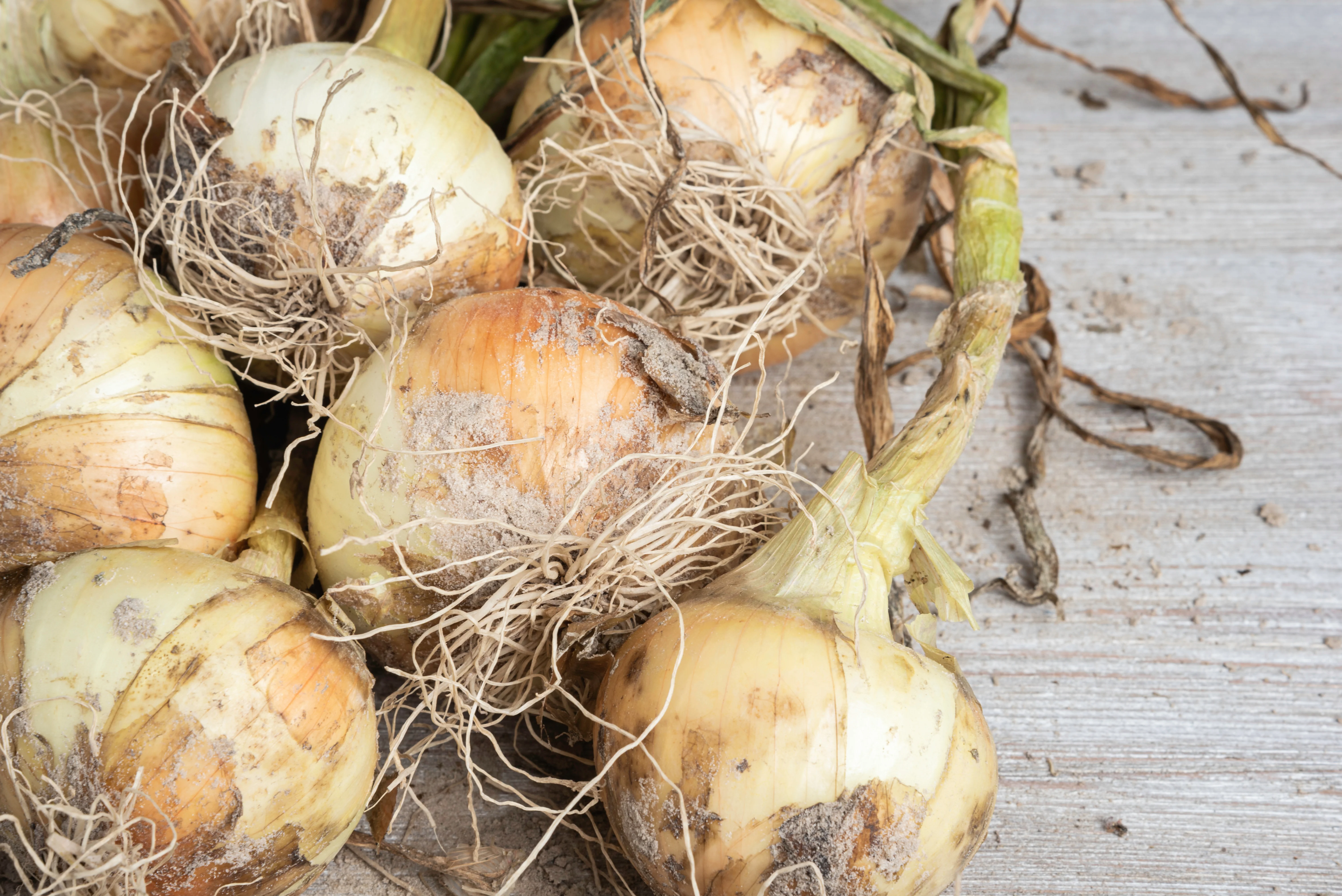 Walla-Walla Onion Seeds
