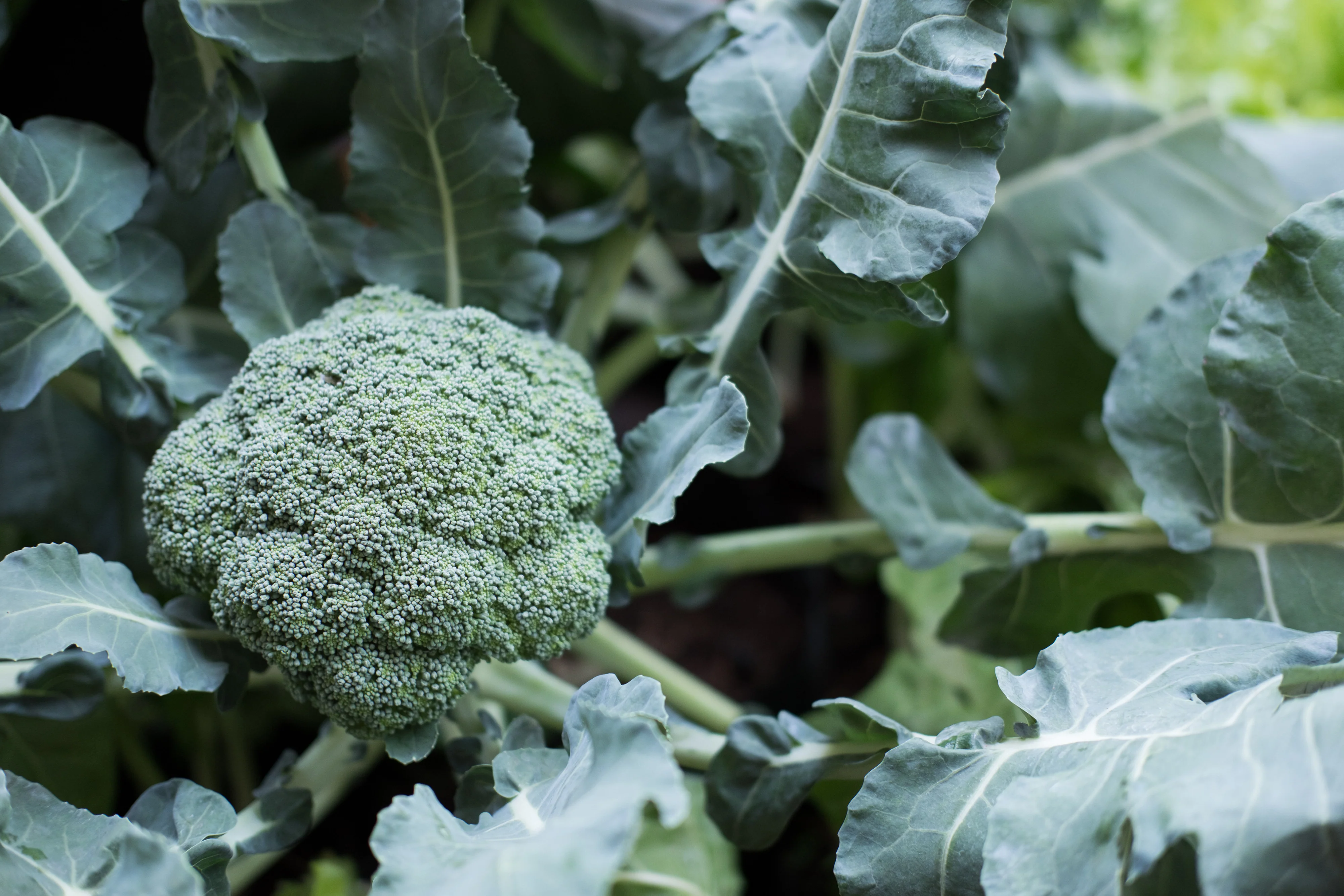 Waltham 29 Broccoli Seeds