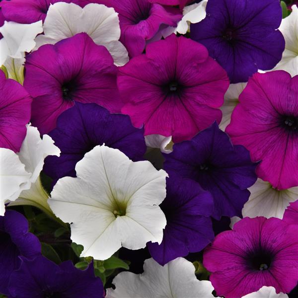 Great Lakes Wave Petunia (10 Seeds/Pkt) - Image 2