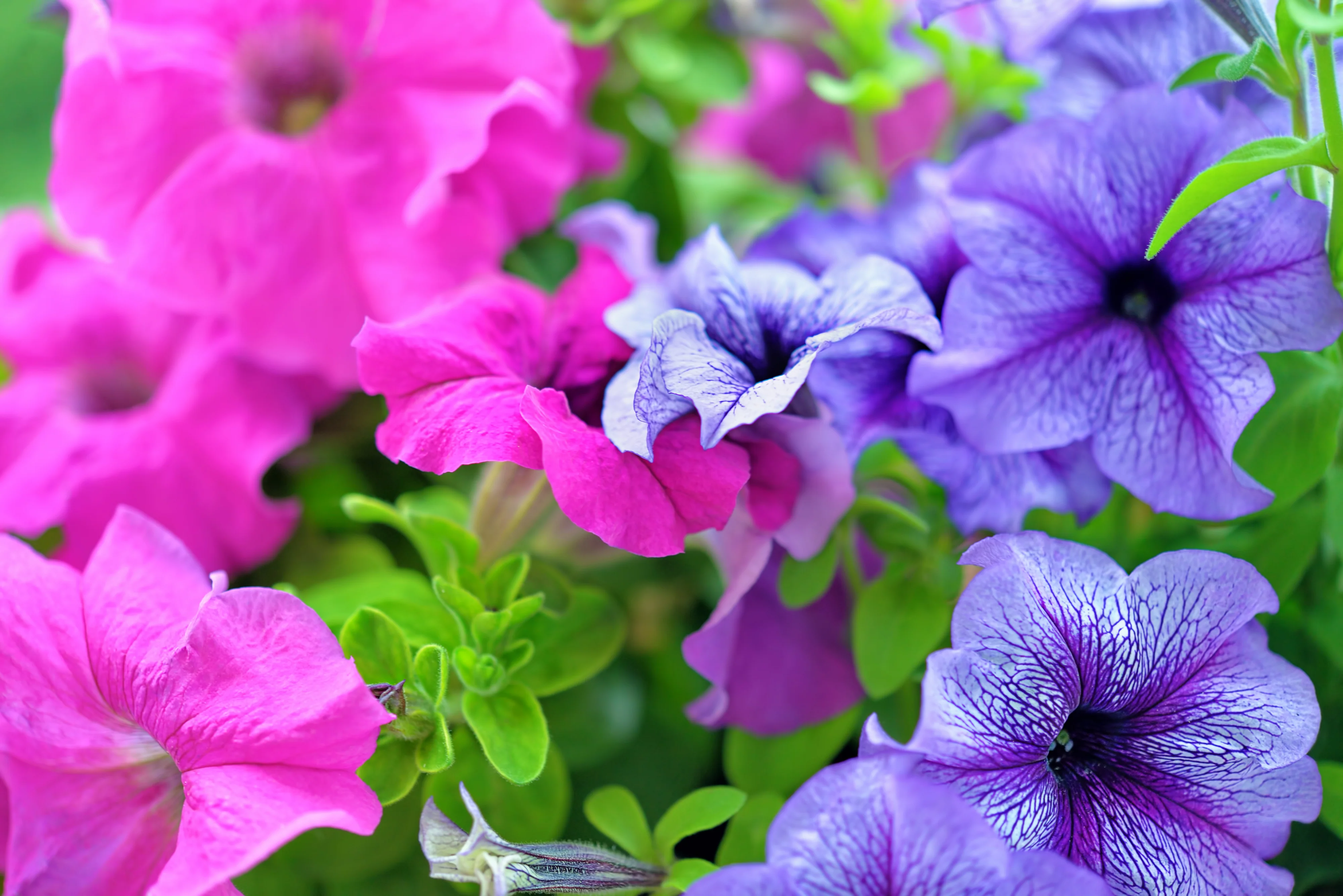 Great Lakes Wave Petunia (10 Seeds/Pkt) - Image 3