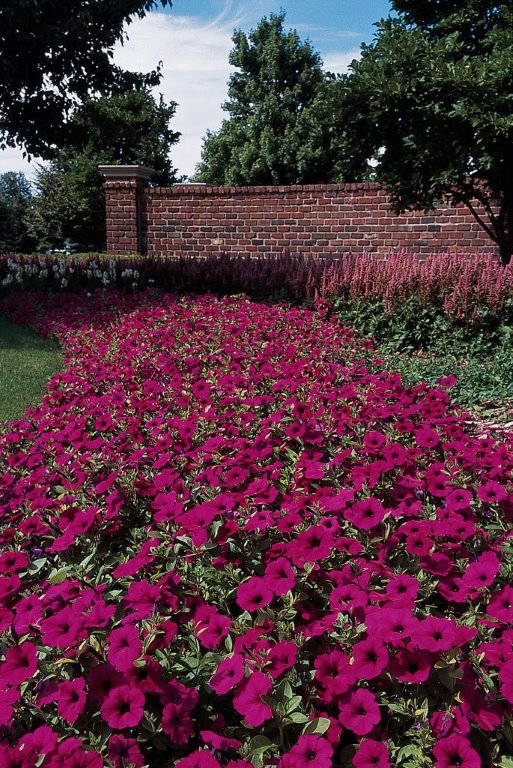 Classic Purple Wave Petunia (10 Seeds/Pkt)