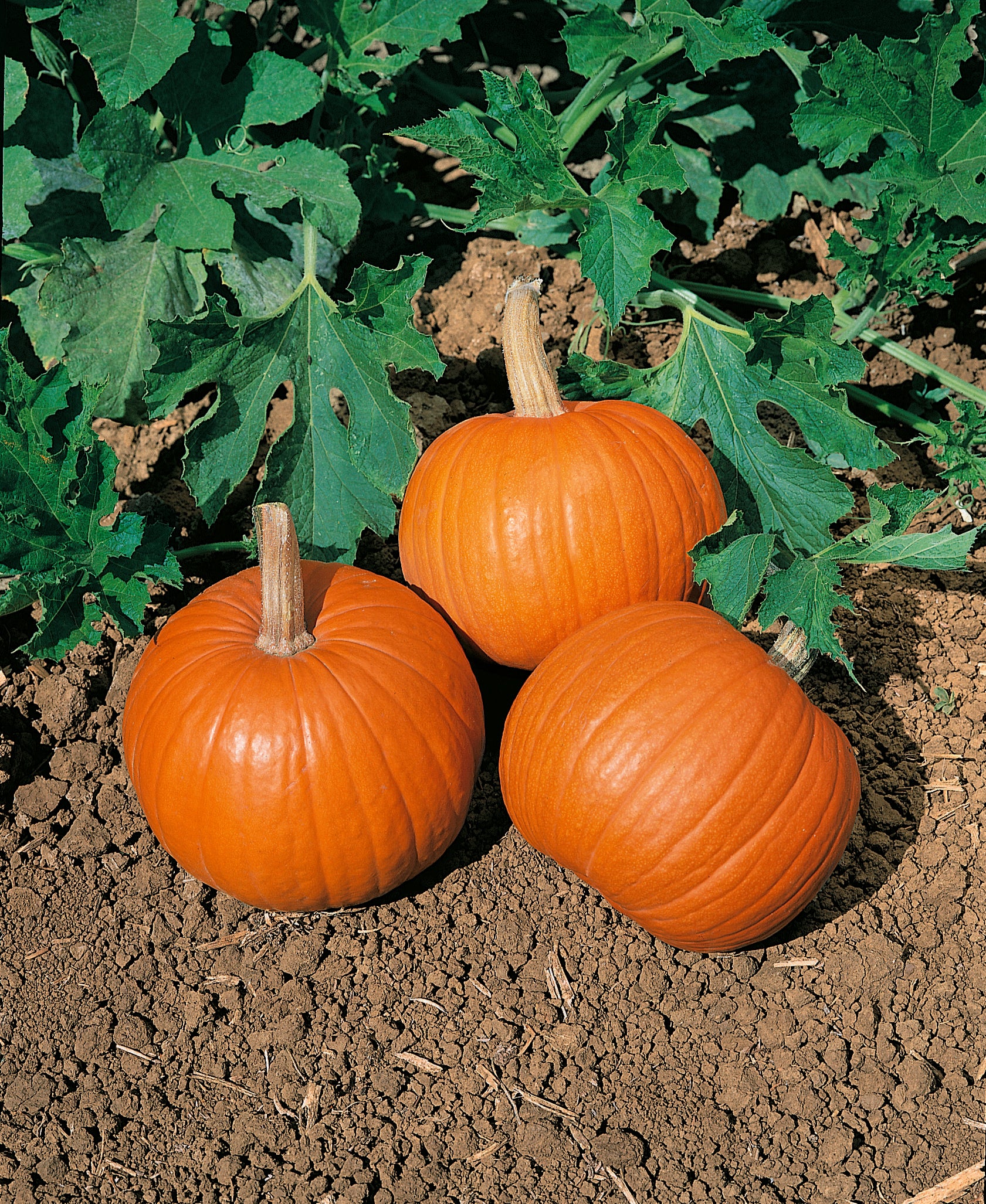 Wee-b-little Pumpkin Seeds