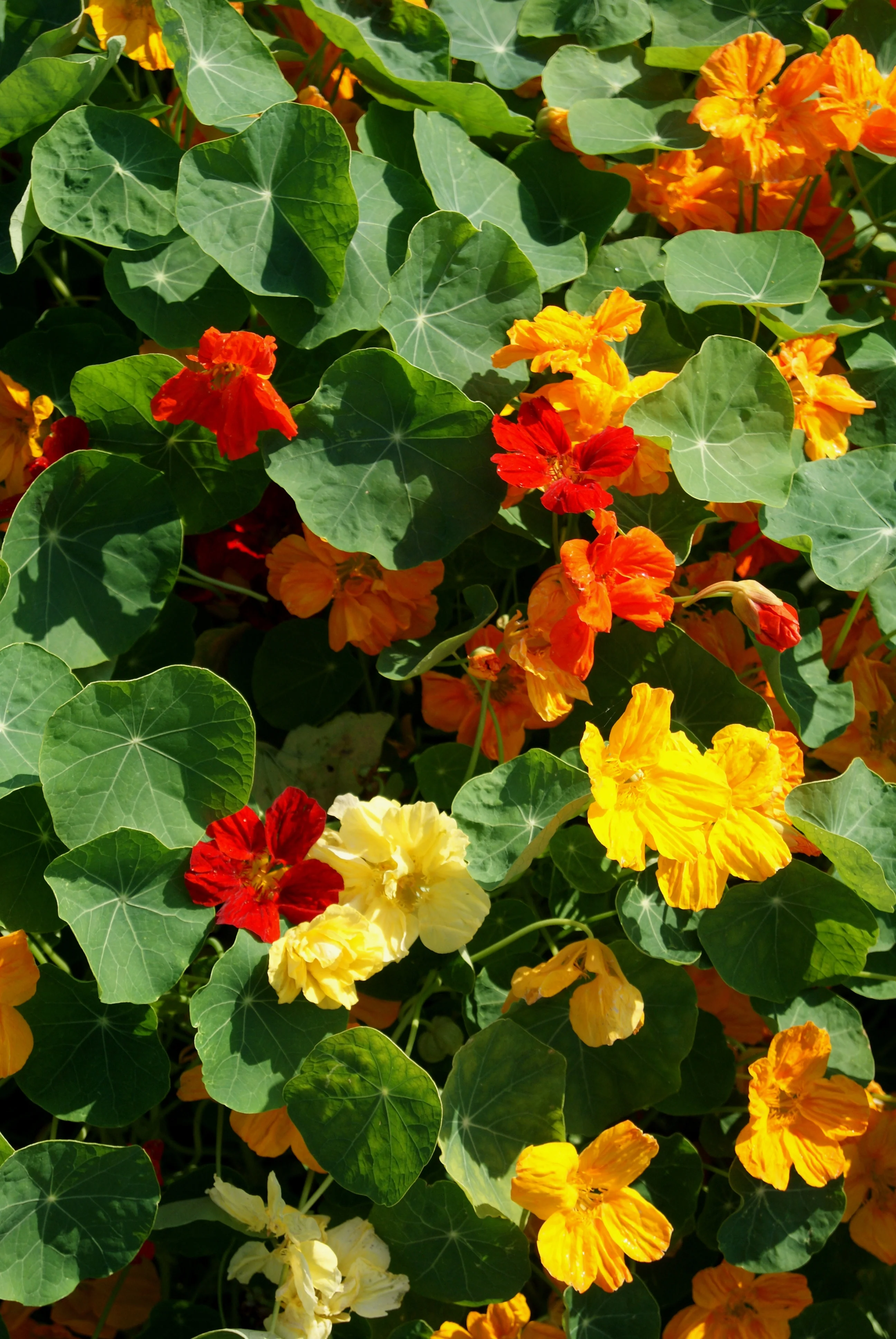 Whirlybird Mix Nasturtium Seeds