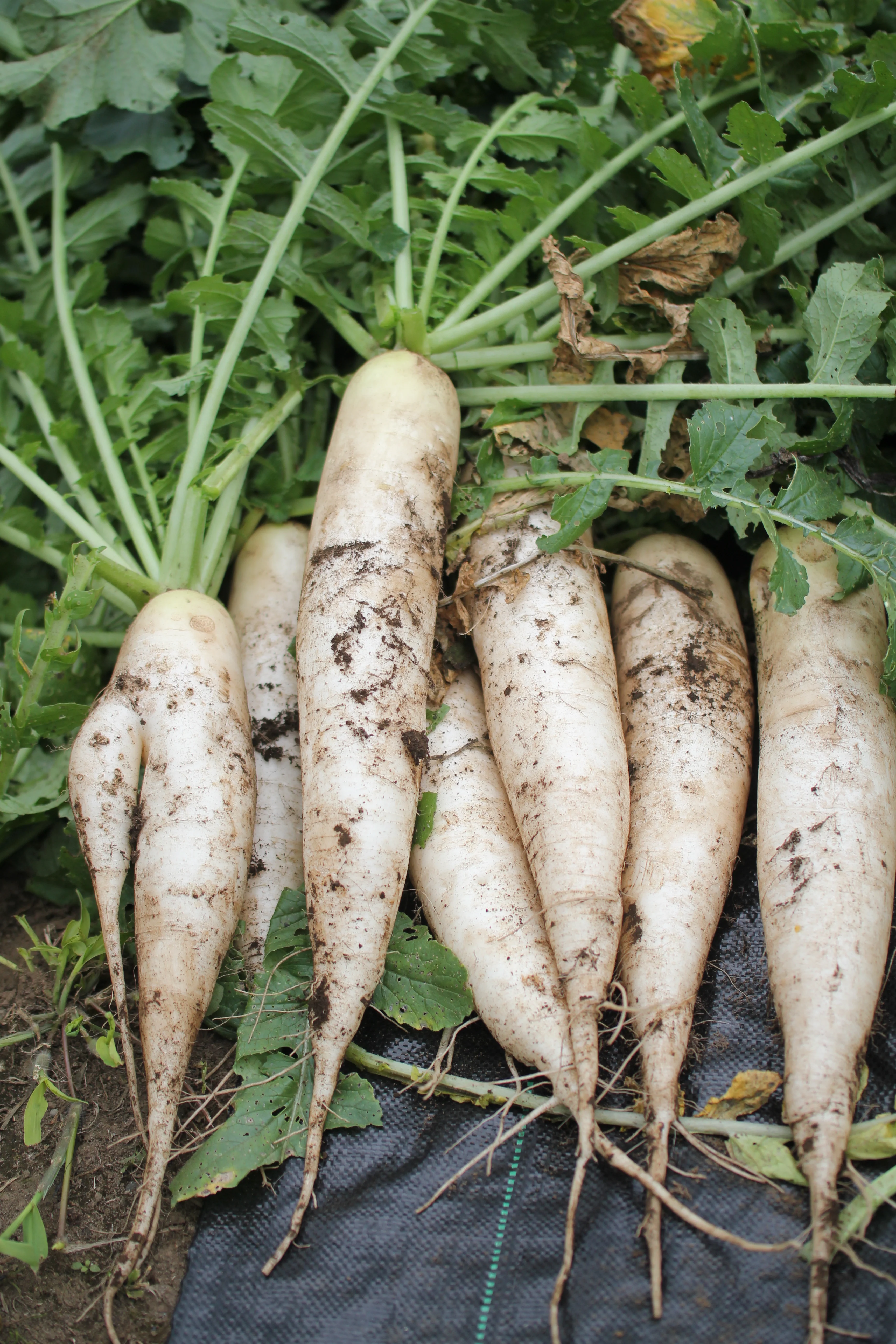 White Chinese Winter Radish Seeds