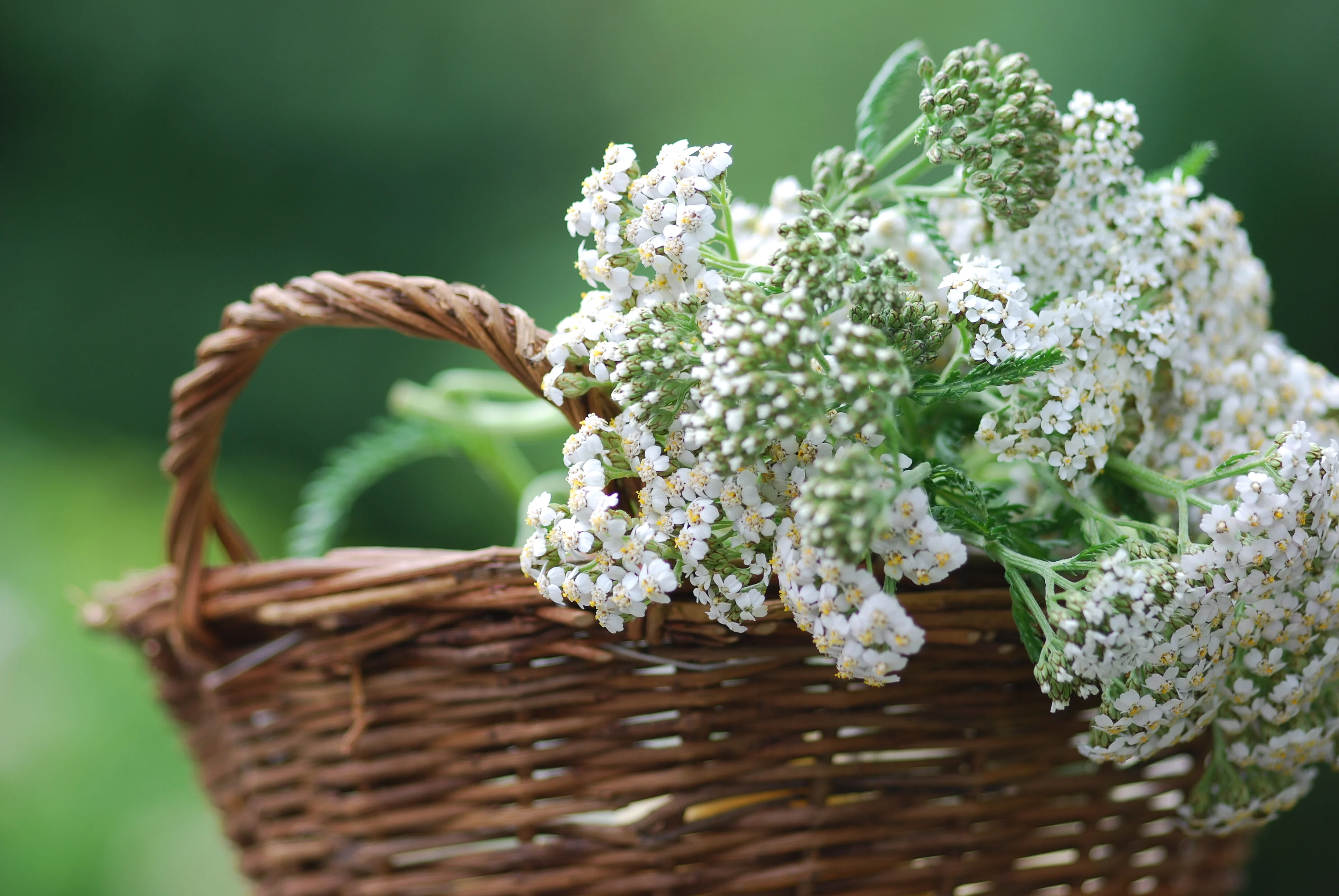 White Yarrow Seeds