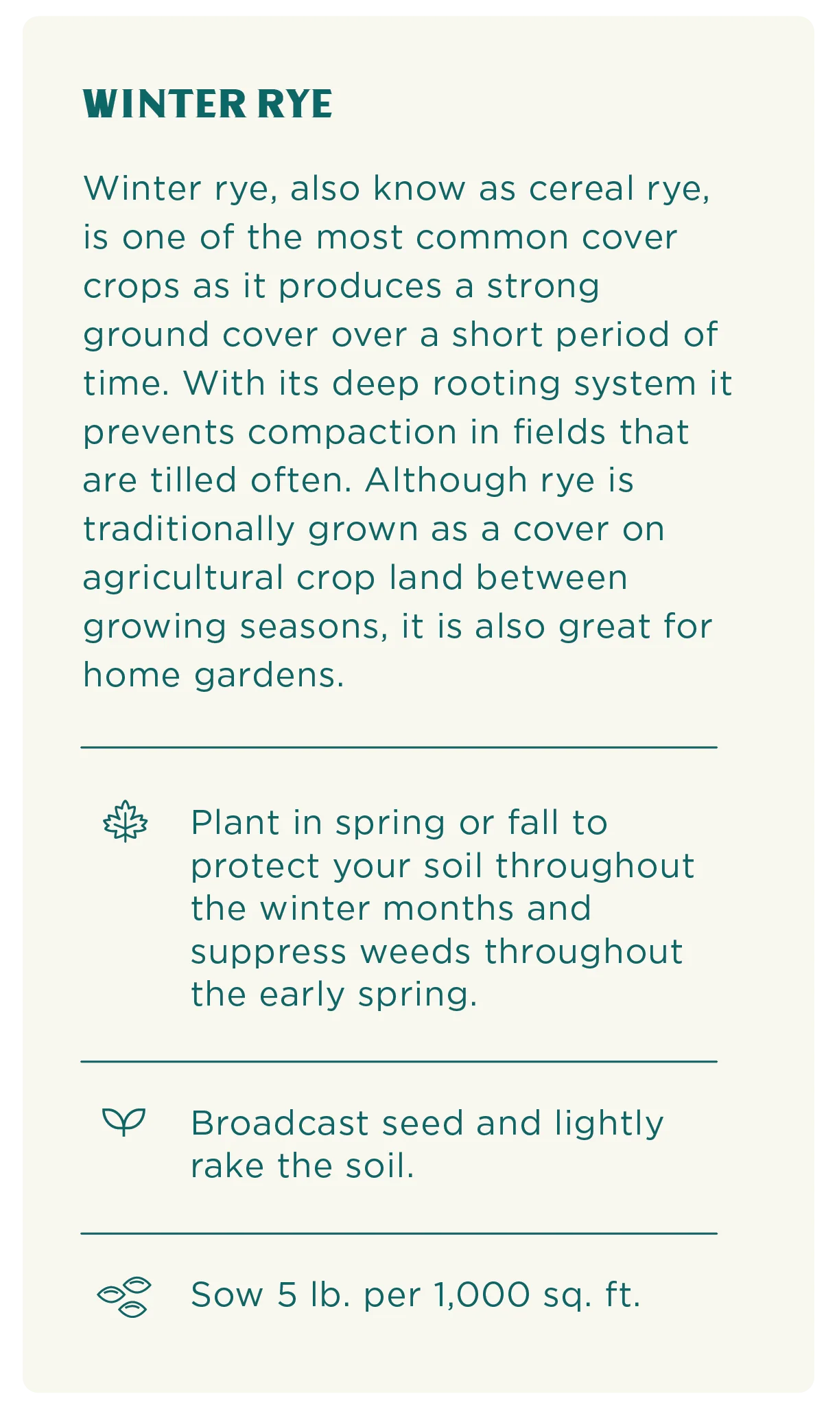 Winter Rye Seeds - Image 3