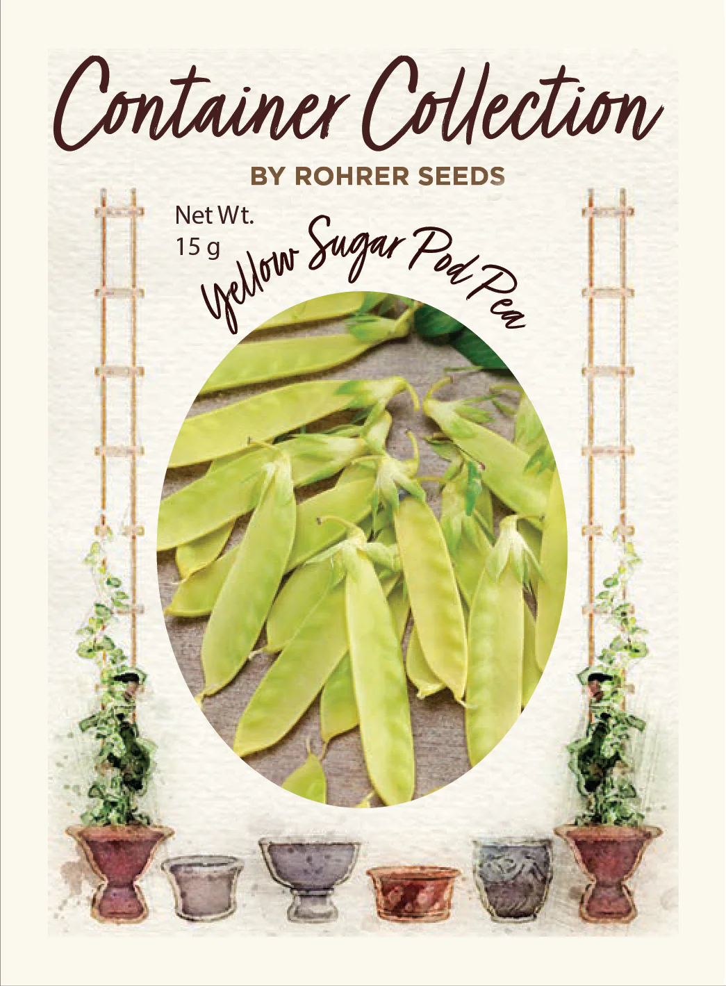 Yellow Sugar Pod Pea (60 seeds), Container Collection - Image 2