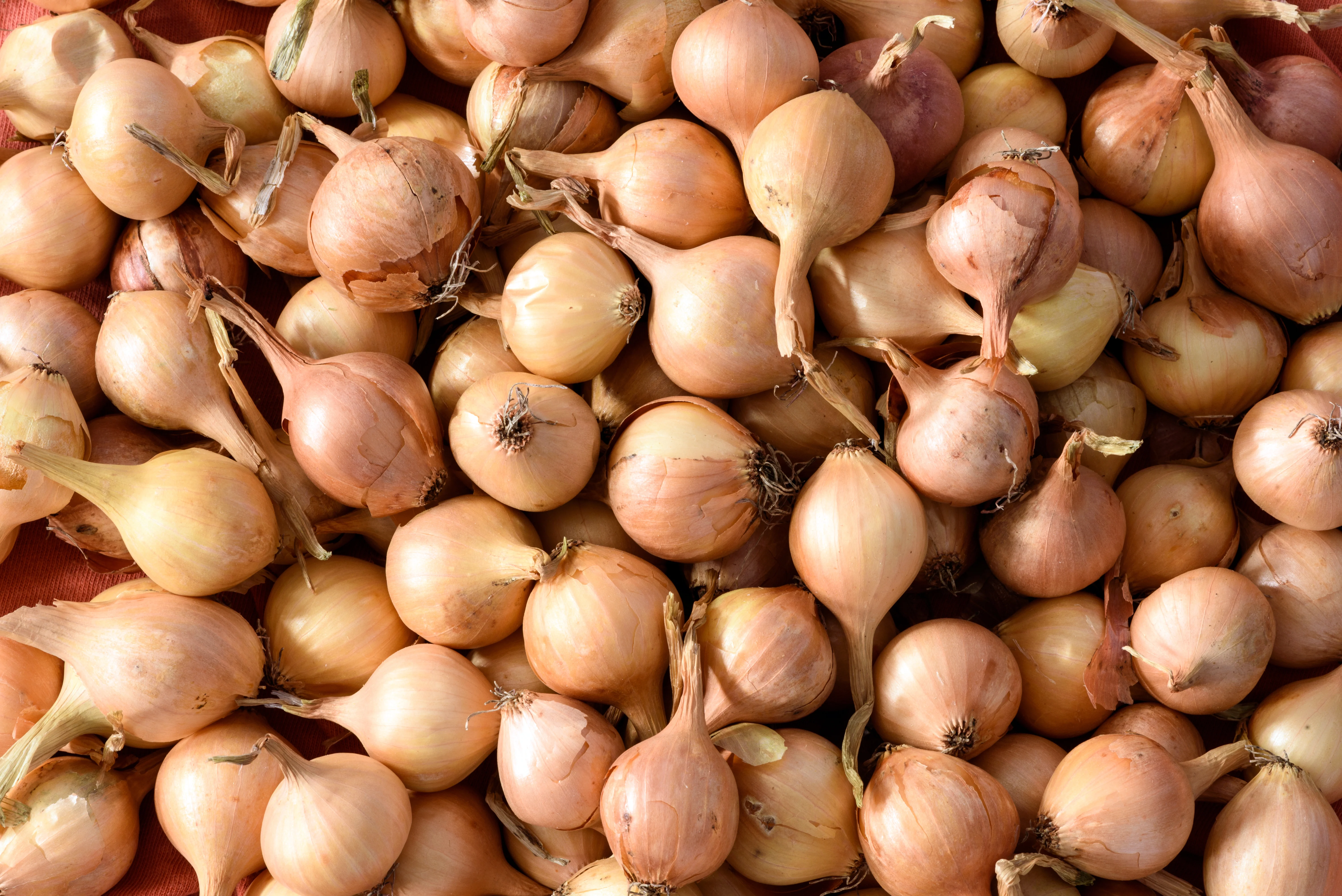 Yellow Sweet Spanish Onion Seeds - Image 2