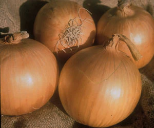 Yellow Sweet Spanish Onion Seeds - Image 3