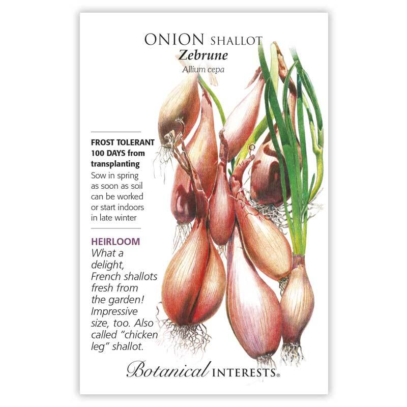 Zebrune Shallot Onion
